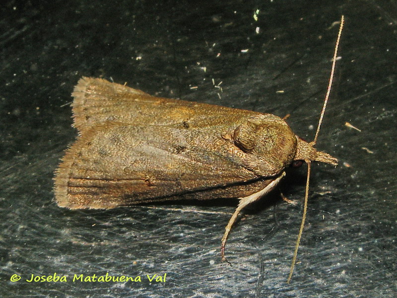 Nycteola revayana - Nolidae